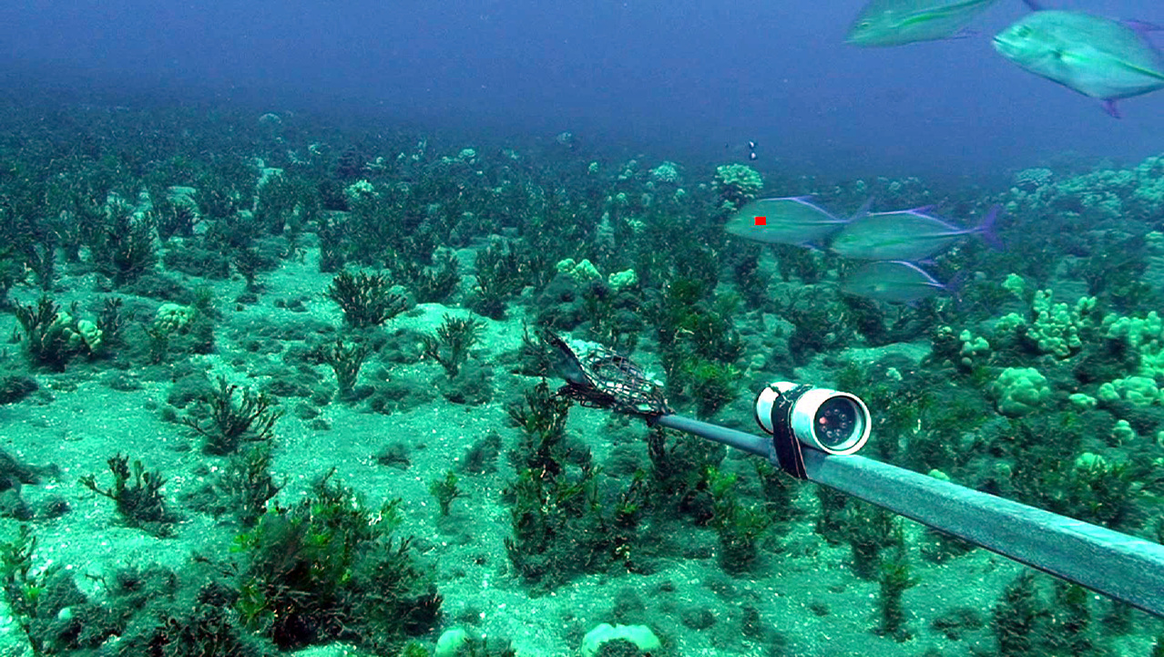 Image: Where the Wild Things Are: Looking for Reef Predators in Deeper Waters