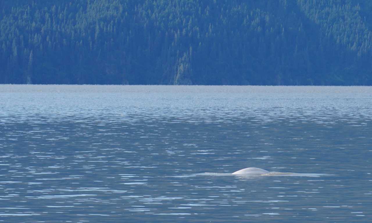 Image: NOAA Fisheries and partners invite public to help count Cook Inlet beluga whales