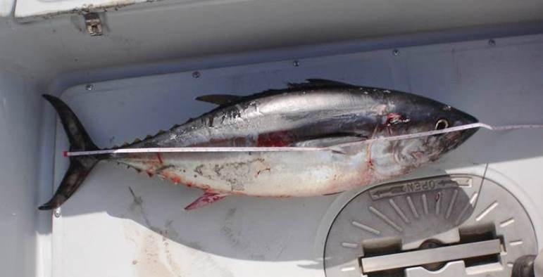 Image: Bluefin Tuna Early Migration Focuses OLE Officer’s Attention On Compliance, Outreach