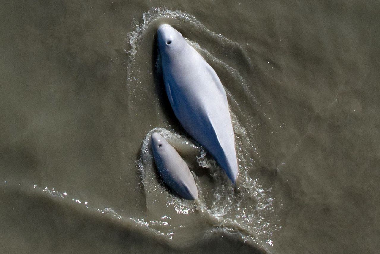 Image: Studying Endangered Cook Inlet Beluga Whales In Alaska