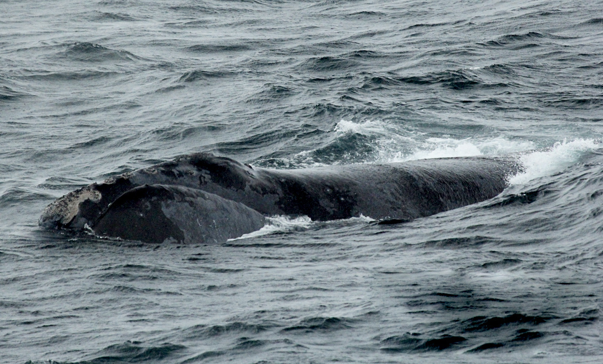 Image: New Study Sheds Light On Mysterious Movements Of Rarest Great Whale