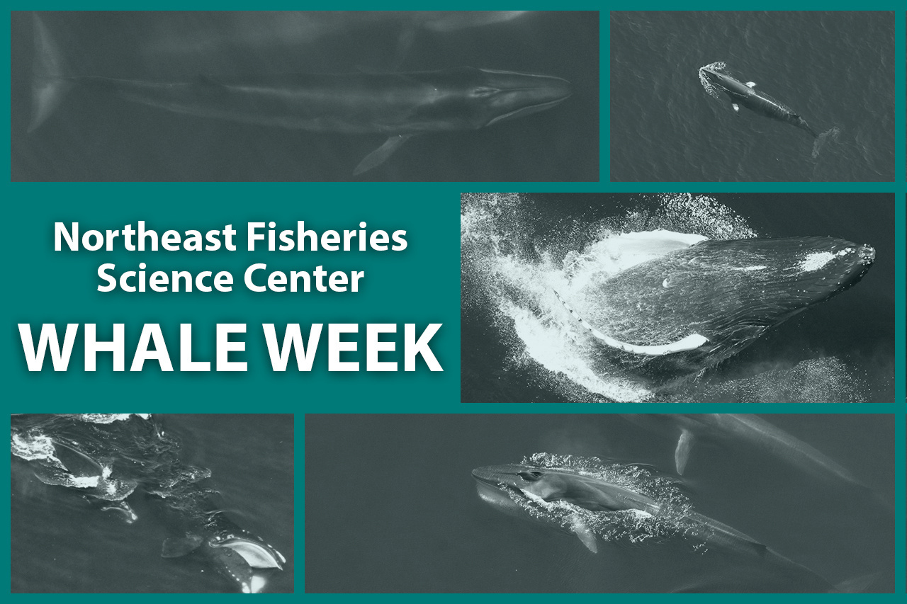 Image: Celebrate Whale Week with Wallpapers for Your Digital Devices
