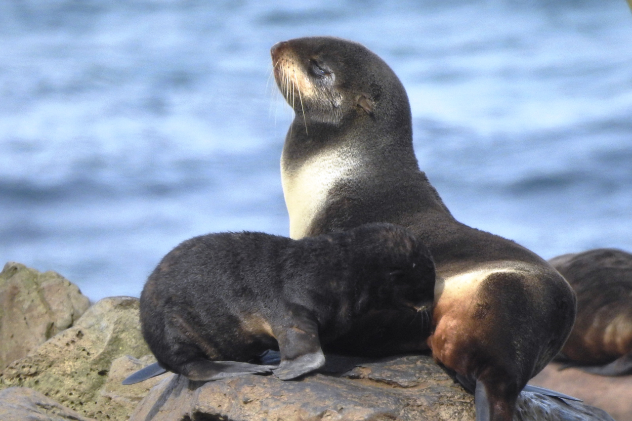 Image: Uncrewed Surface Vehicles Track Marine Mammals On Extended Foraging Trips For The First Time