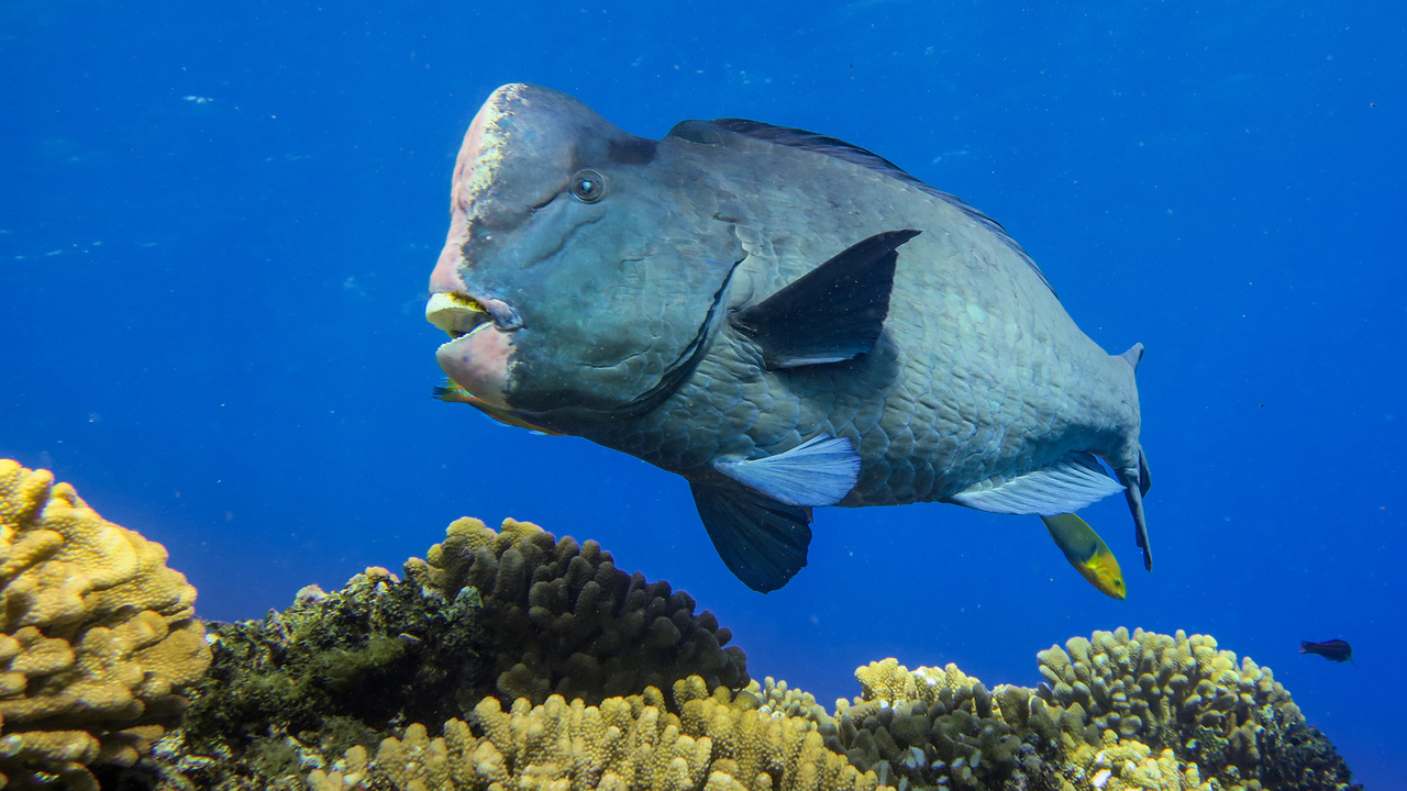Image: A Fish That Shapes The Reef
