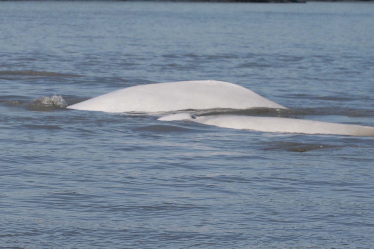 Image: NOAA Releases New Population Estimate for Endangered Cook Inlet Beluga Whales