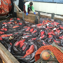 Commercial Fishing Reporting of Protected Species Bycatch