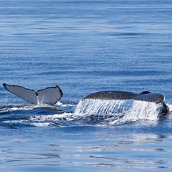 Image: Marine Life Viewing Guidelines