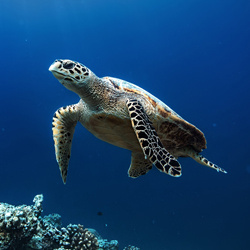 Image: Sea Turtles