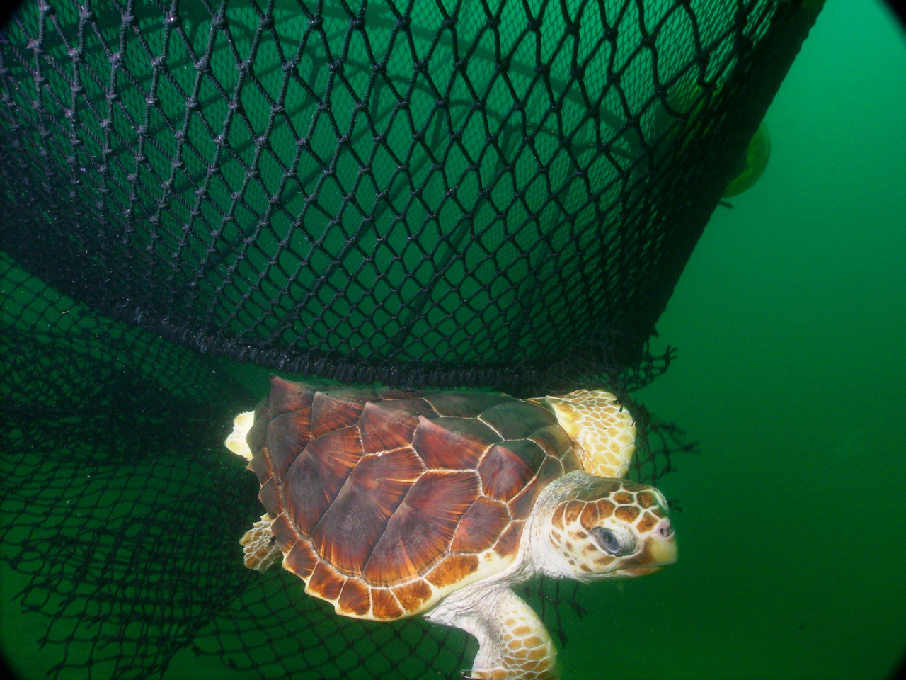 Image: Fishing Gear: Turtle Excluder Devices