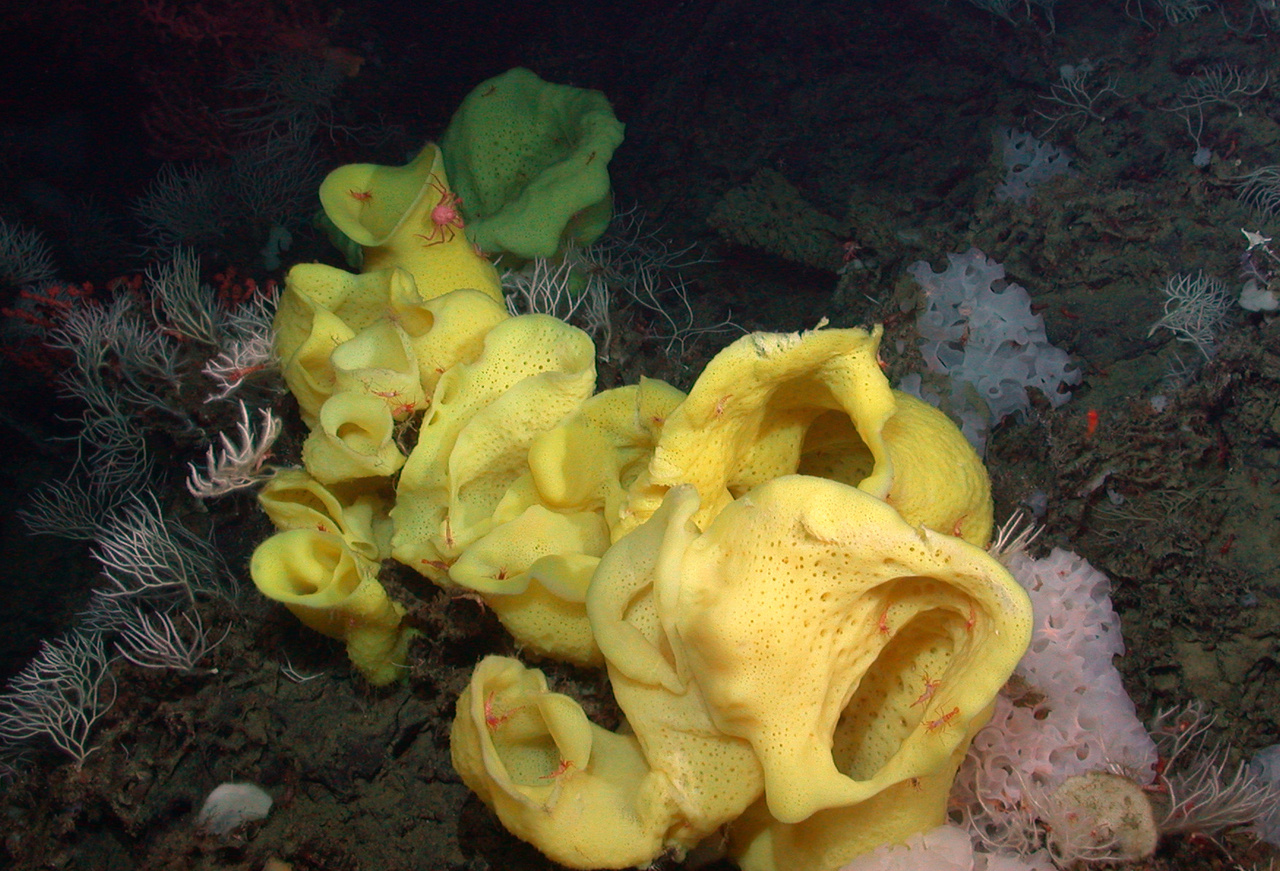Image: New Report Documents Amazing U.S. Deep-Sea Coral and Sponge Ecosystems