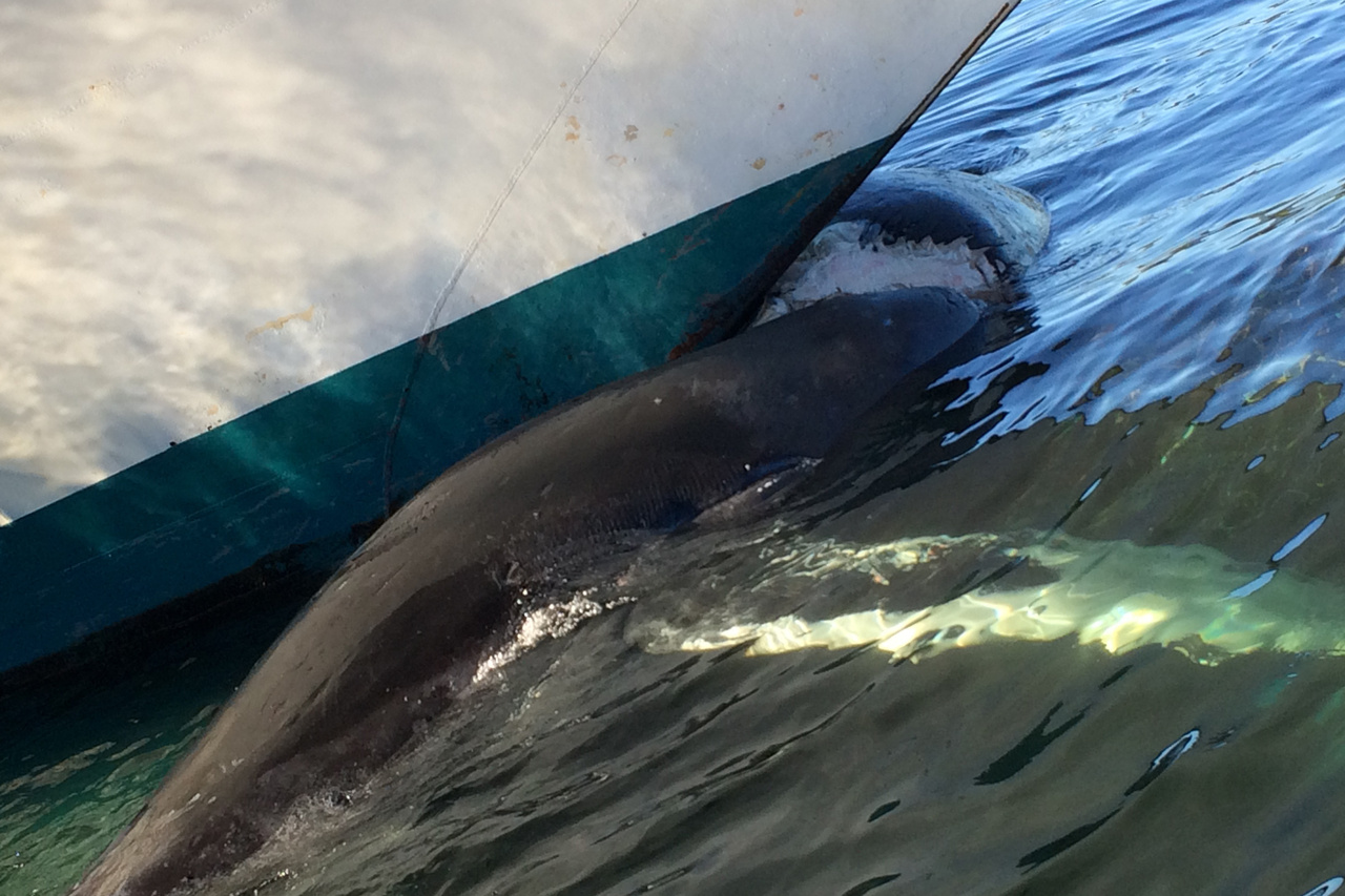 Image: NOAA Statement on Ketchikan Humpback Whale