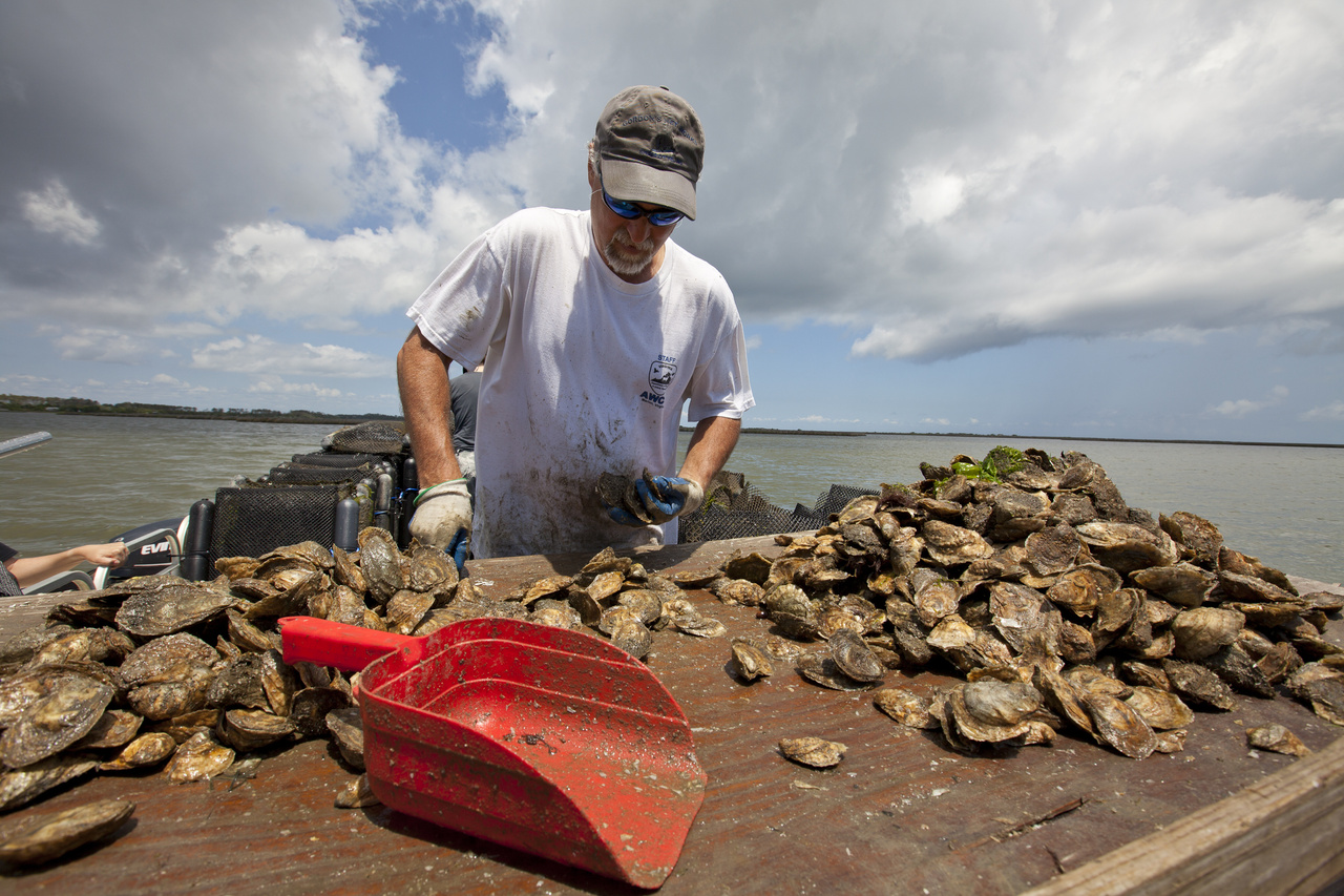 Image: National Shellfish Initiative