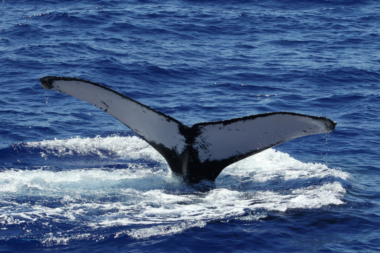 Image: #MIhumpbacks: Humpback Whales of the Mariana Islands