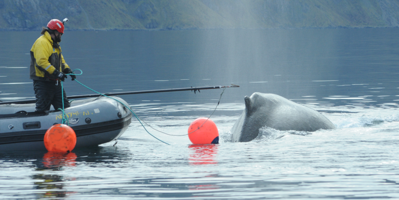Image: New Online Course for Spotting and Reporting Entangled Whales in Alaska Waters