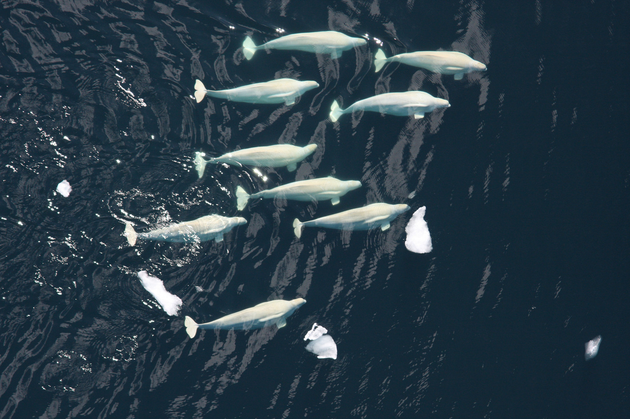 Image: 5 Facts About How Belugas Use Sound