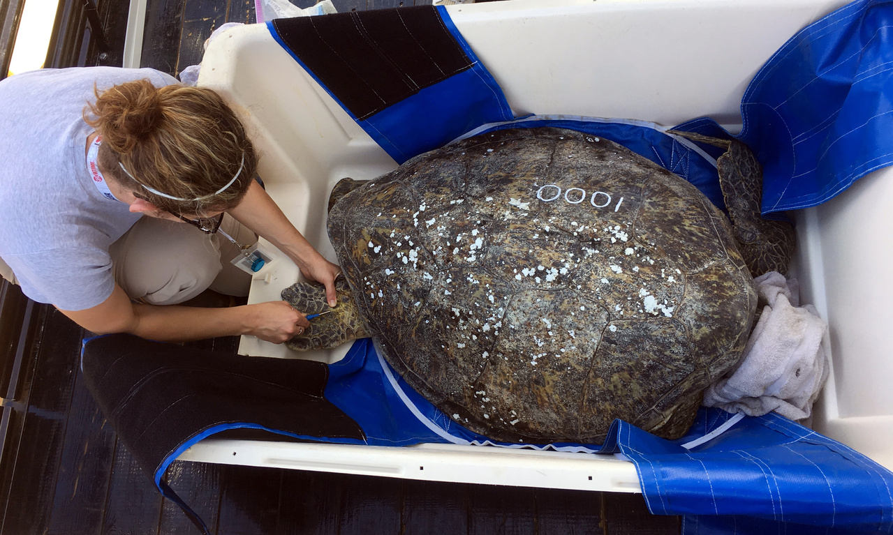 Image: 1,000th Sea Turtle Released