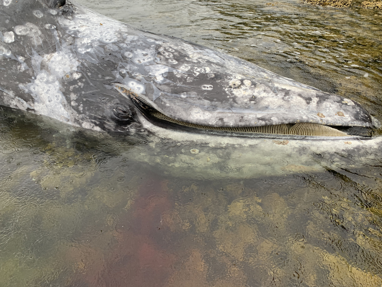 Image: Another Three Gray Whales are Found Dead, Bringing the Total in Alaska to Ten