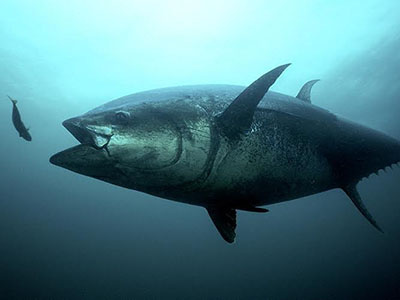 Image: Protecting Atlantic Tuna Stocks