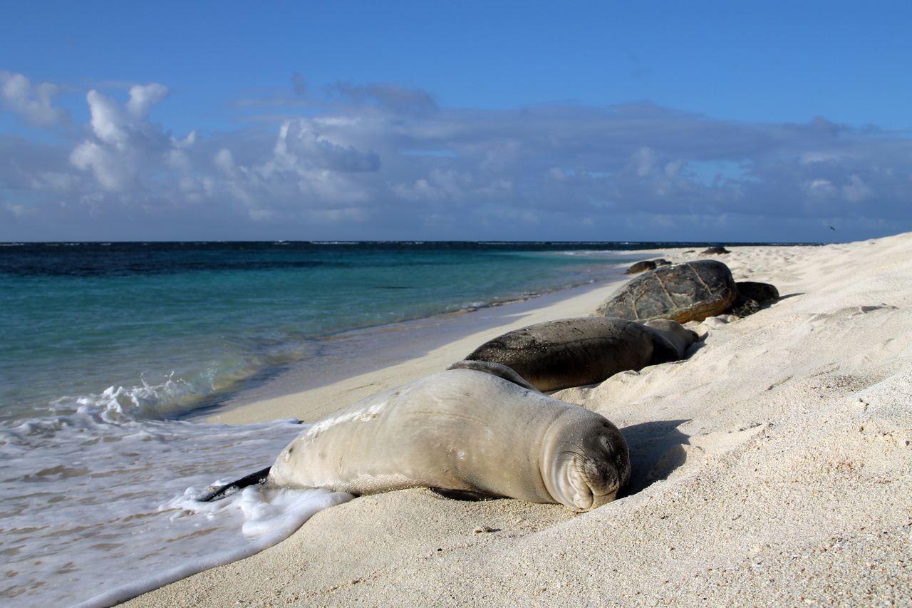 4192x2794-FFS-Tern-Island-MarkSullivan.jpg