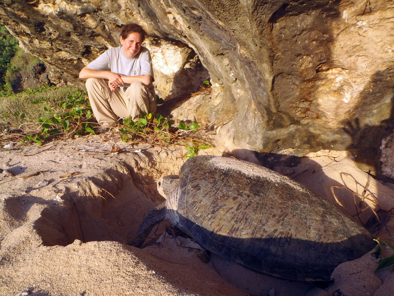 Image: Endangered Green Sea Turtles of the Northern Mariana Islands