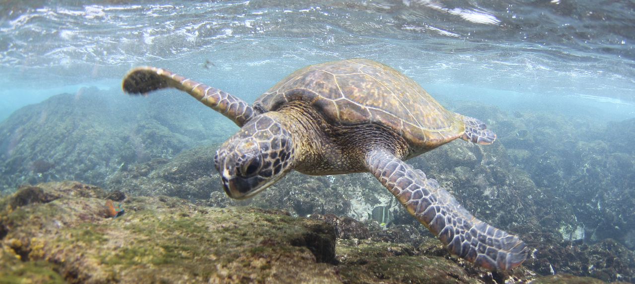 Image: Turtles, Tourism, and Traffic—Keeping Hawaiʻi Honu Safe