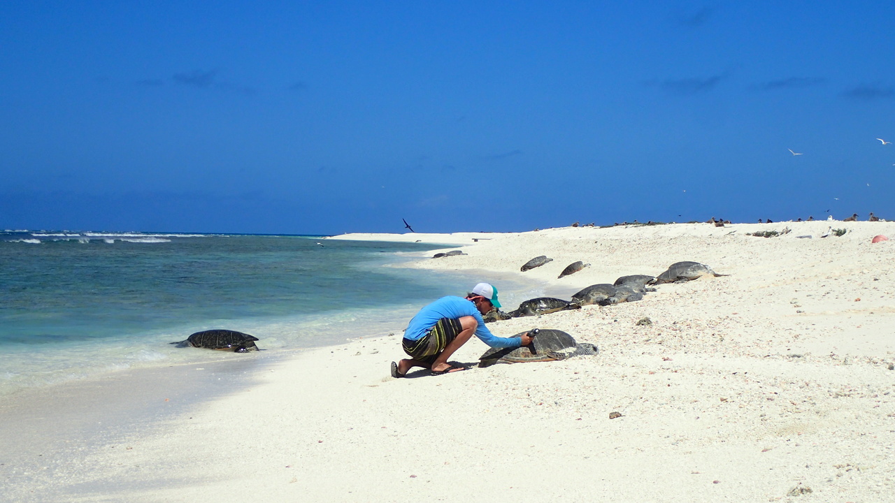 Image: Sea Turtle Research in the Pacific
