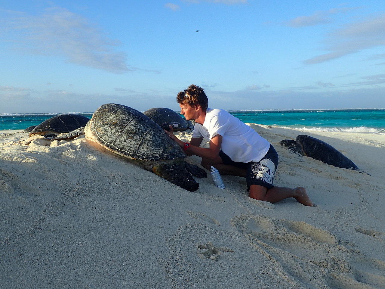 Image: By the Numbers: The Annual Migration of Green Sea Turtles in Hawaiʻi