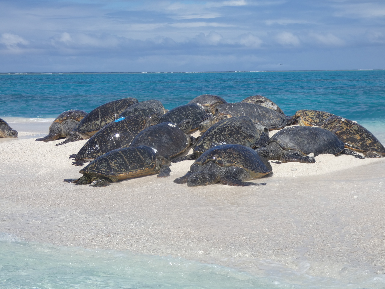 Image: A Continuation of Motherload: The Story of a Fertile Turtle in the Hawaiian Islands