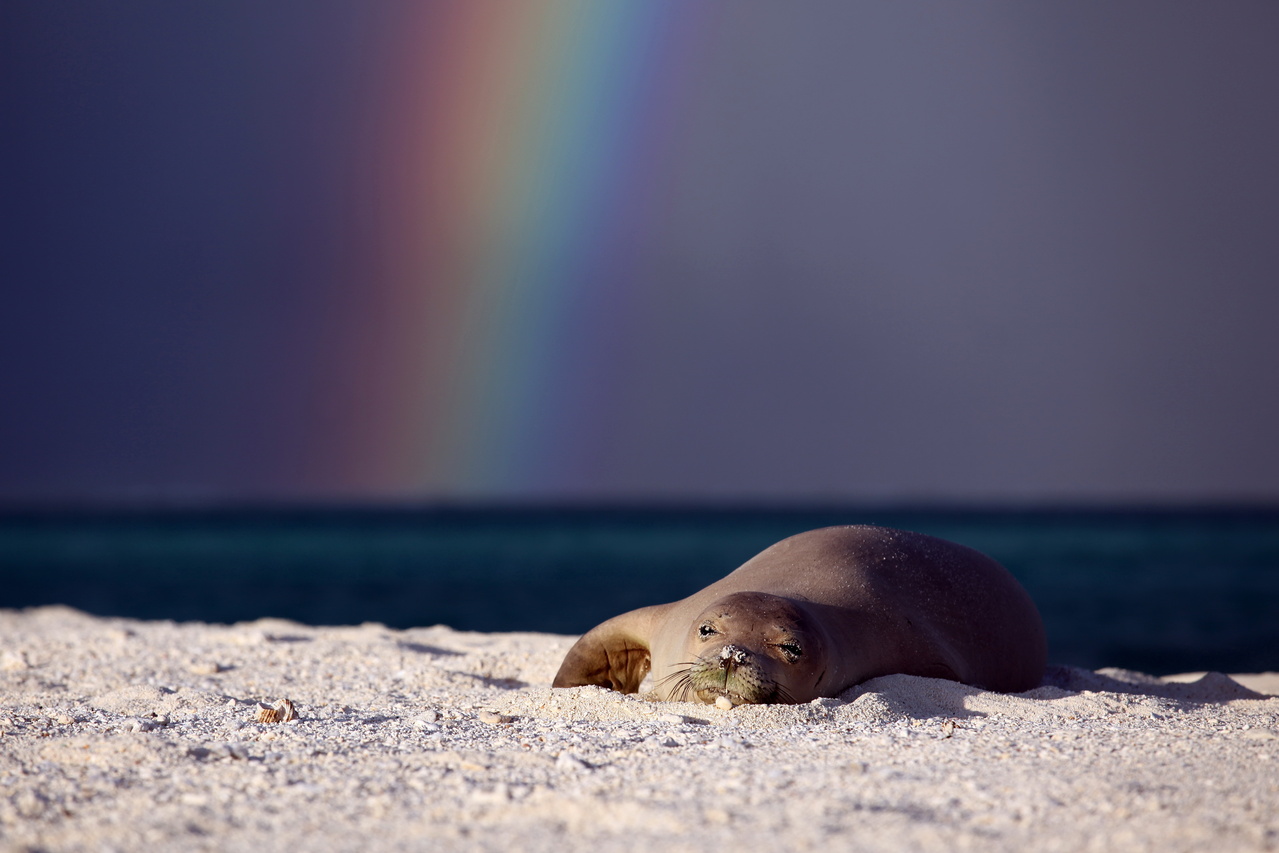 Image: Hawaiian Monk Seal Expedition Underway