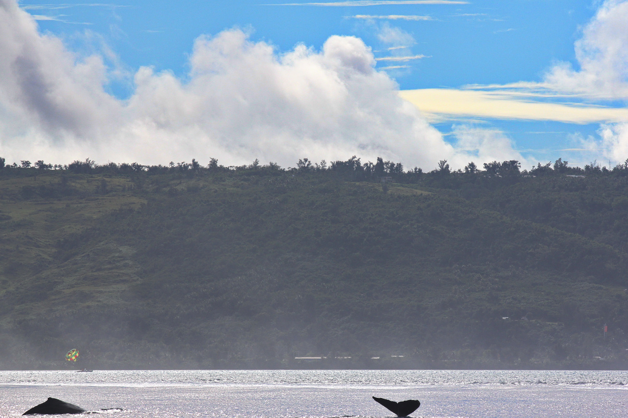 Image: International Whales of Mystery: Uncovering the Identity of Humpback Whales Breeding in the Mariana Archipelago