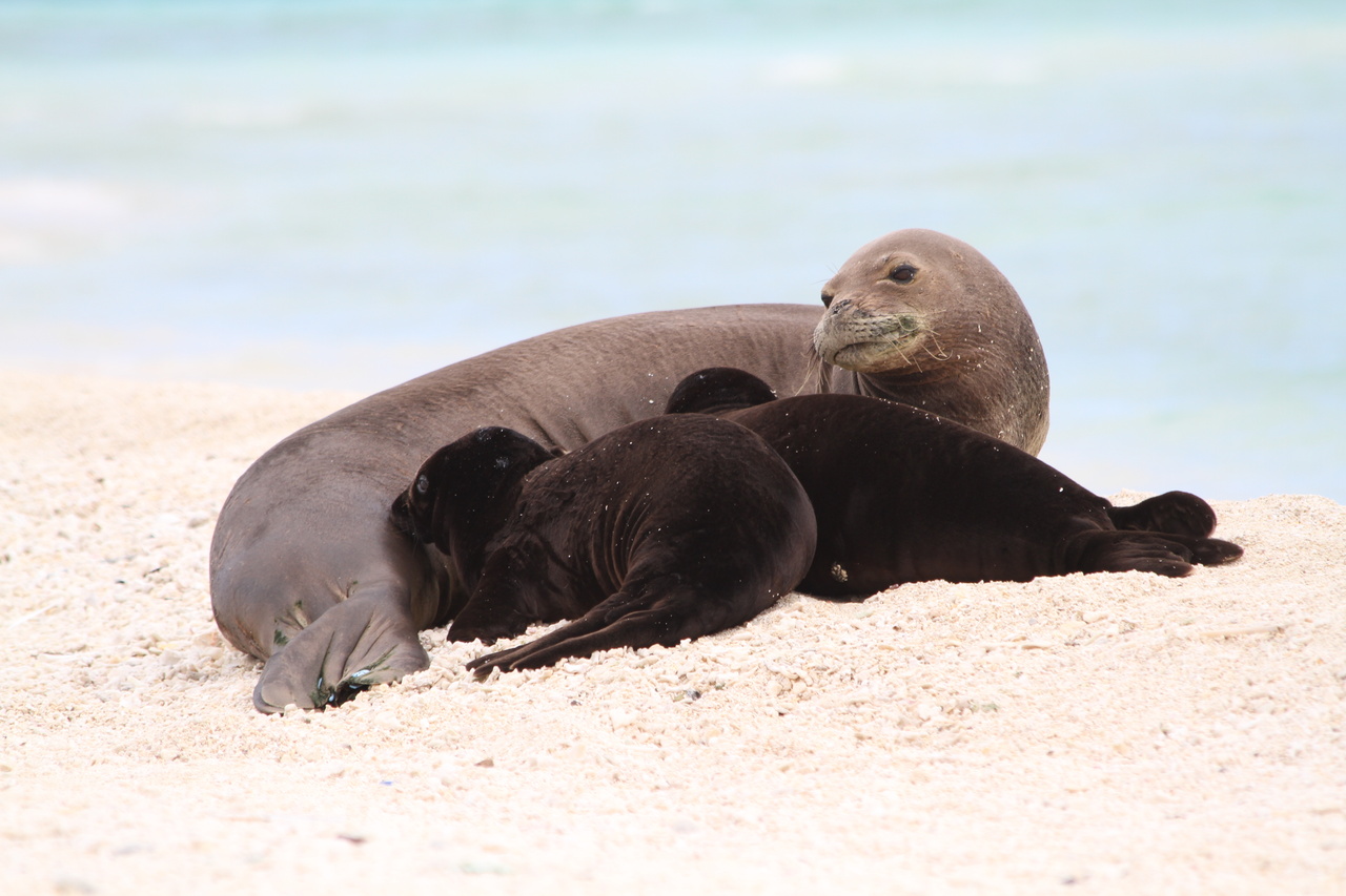 Image: Celebrating 50 Years of Marine Mammals in the Spotlight