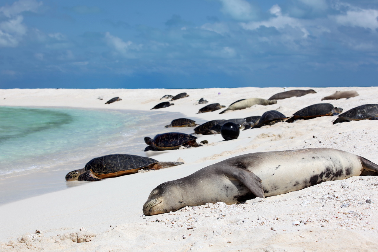 Image: Science and Stewardship in the Northwestern Hawaiian Islands