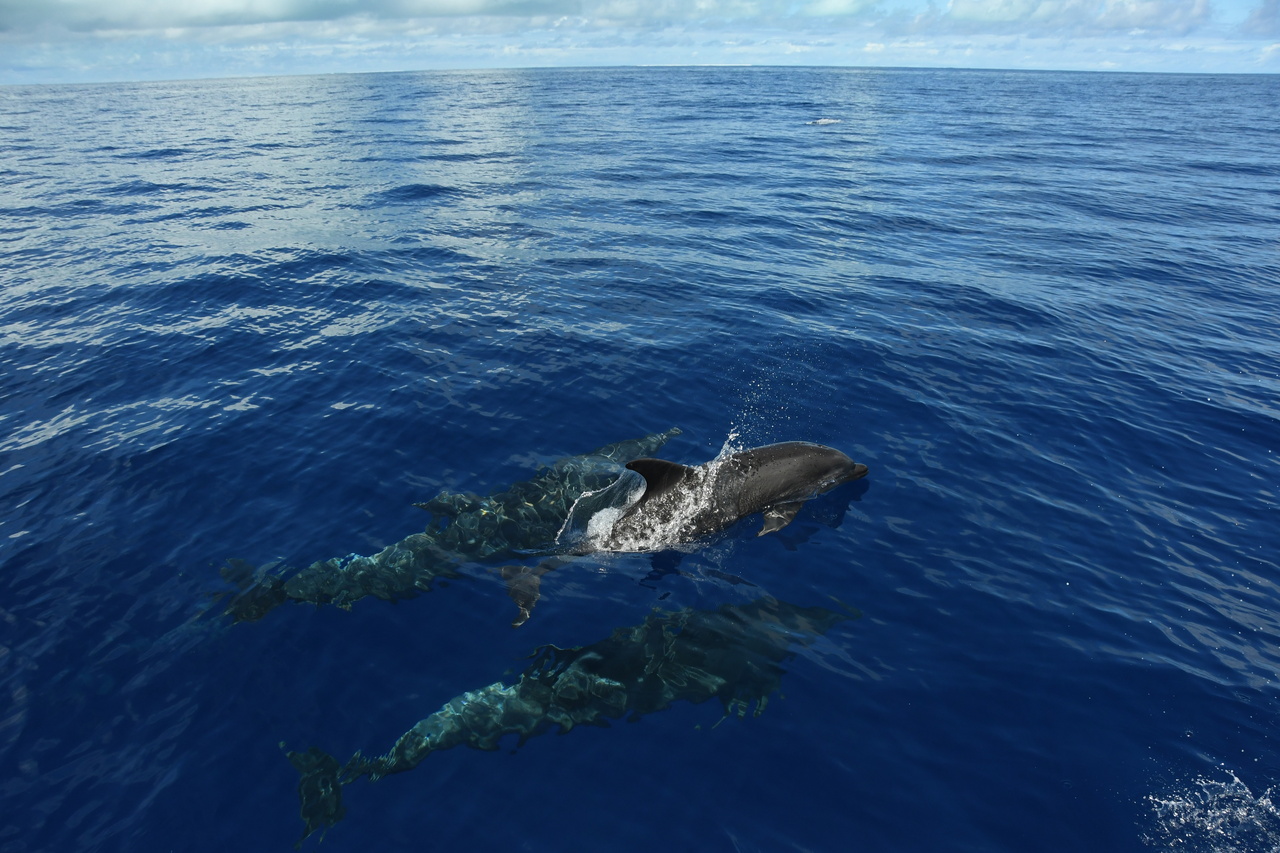 Image: Question of the Week: Dolphins and Whales on the High Seas