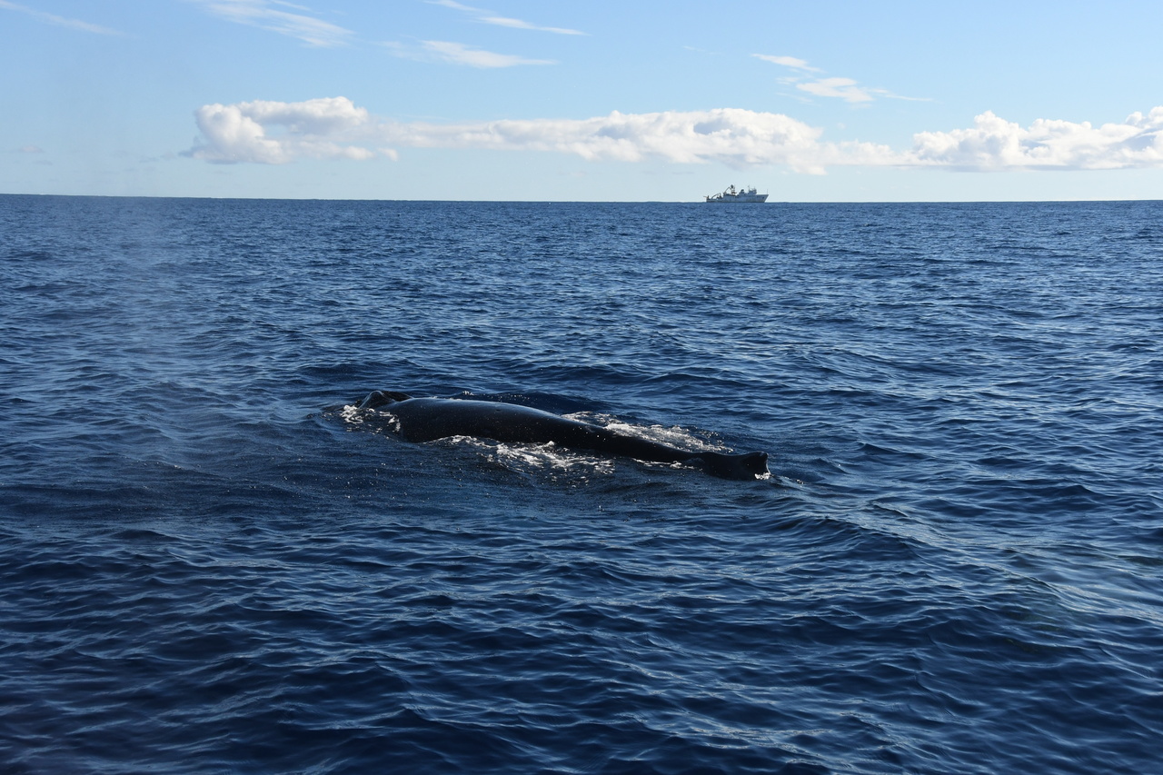 Image: Photo Journal: Whales and Dolphins Around Hawai'i During Winter