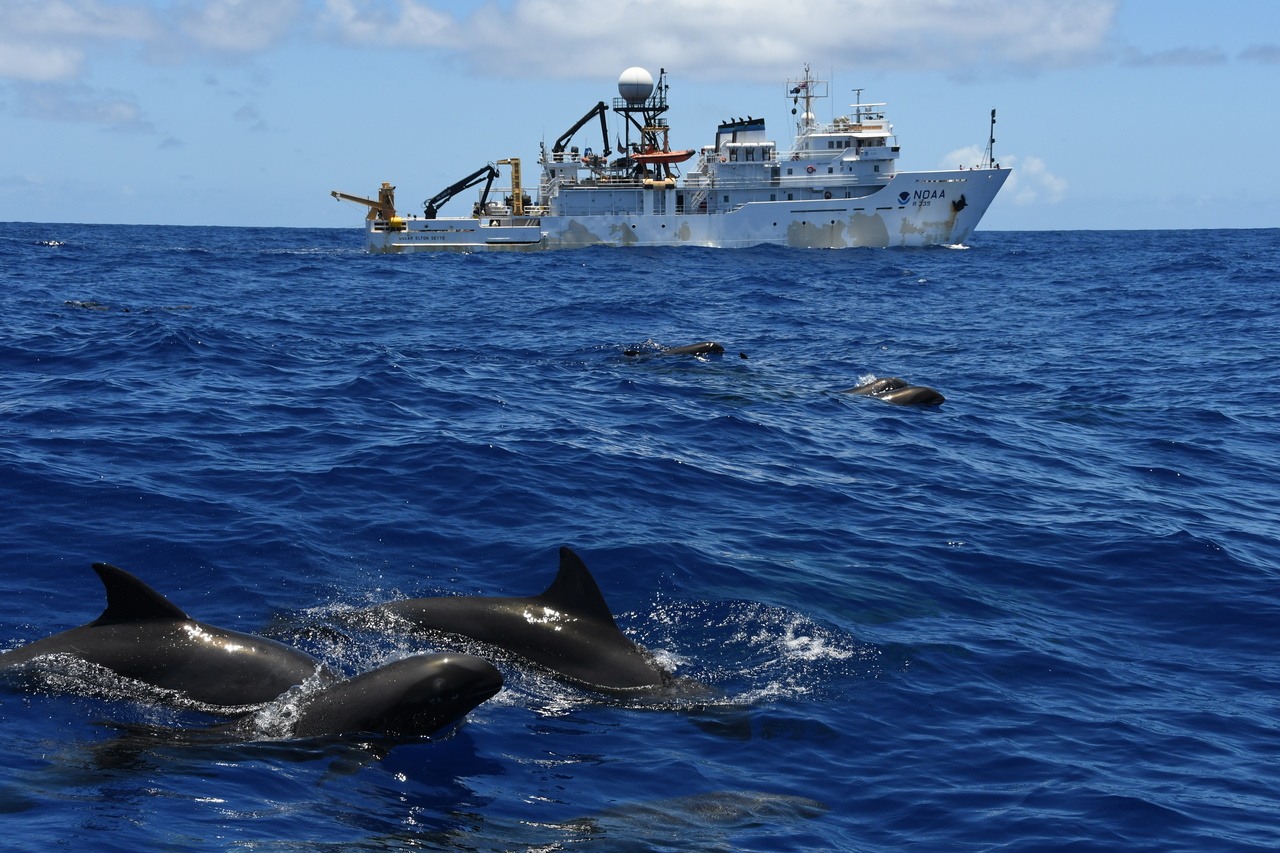 Image: Photo Journal: Whales and Dolphins Across the Hawaiian Archipelago