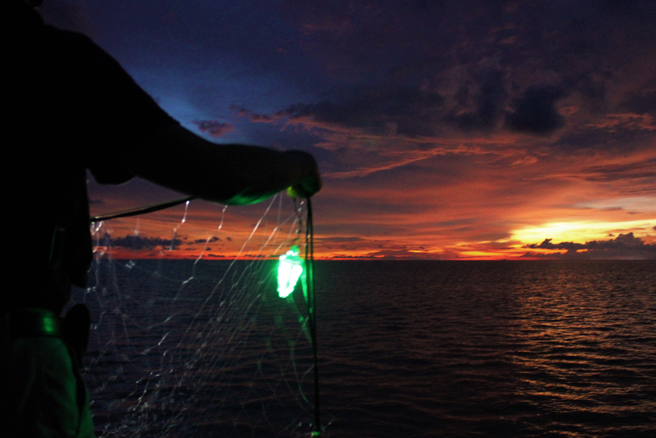 Image: Illuminated Nets Could Provide A Brighter Future For Sea Turtles