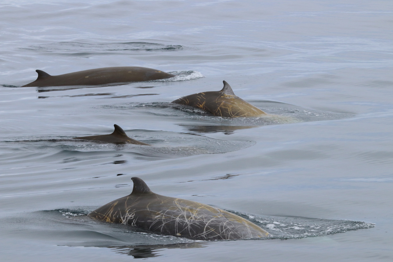 Image: Beaked Whale Strandings in the Mariana Archipelago May Be Associated with Sonar