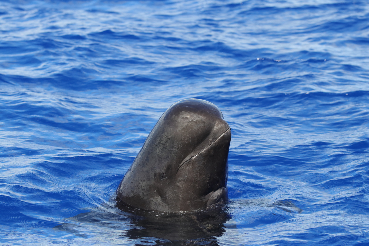 Image: Old Friends in New Places: Cetacean Research in the Western Pacific