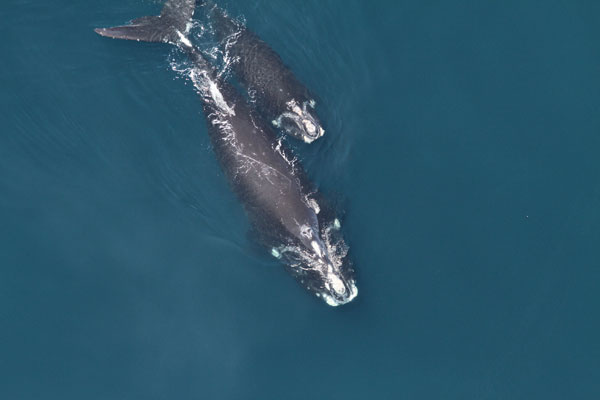 Image: NOAA Enforcement works with partners to prevent lethal interactions between whales and fishing gear