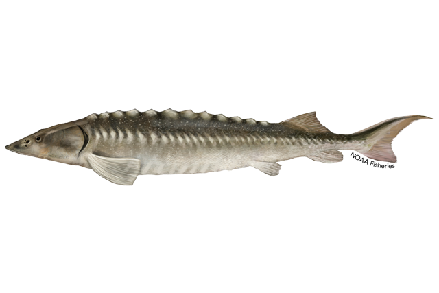 Image: Adriatic Sturgeon