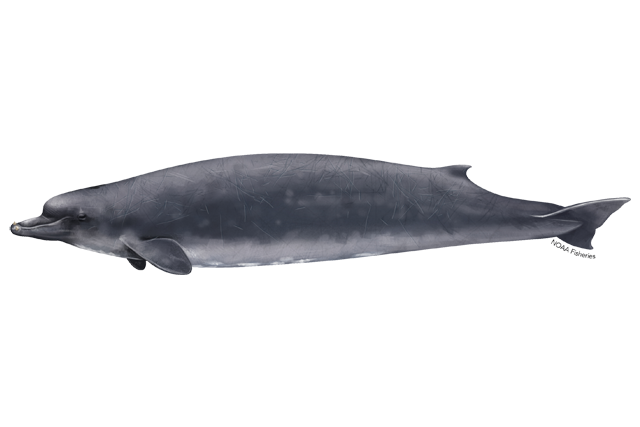 Image: Baird’s Beaked Whale