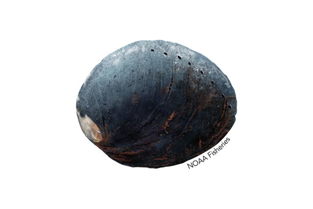 Image for Abalone
