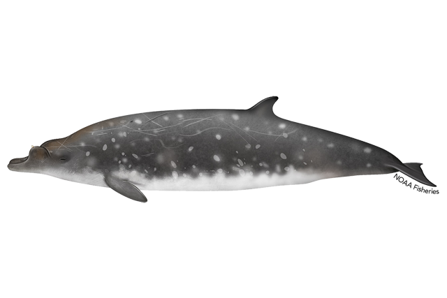 Image: Blainville's Beaked Whale