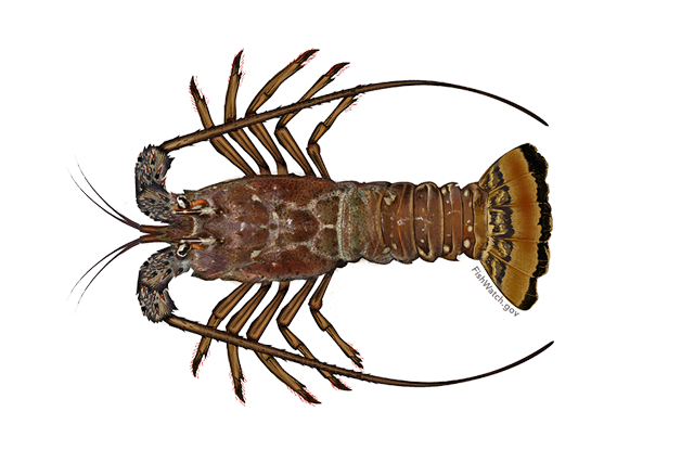 Image: Request for Comments: Proposed Rule to Increase Catch Levels in Federal Waters and Prohibit Recreational Harvest of Spiny Lobster in the South Atlantic Using Traps