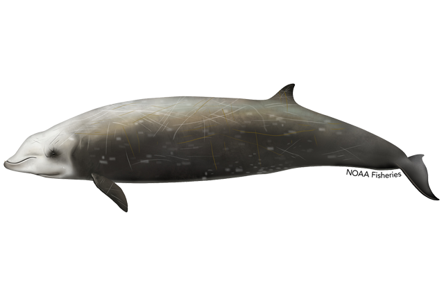 Image: Cuvier's Beaked Whale