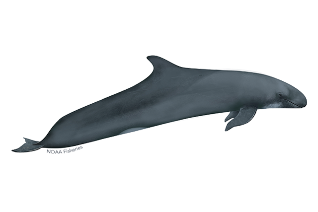 Image: False Killer Whale