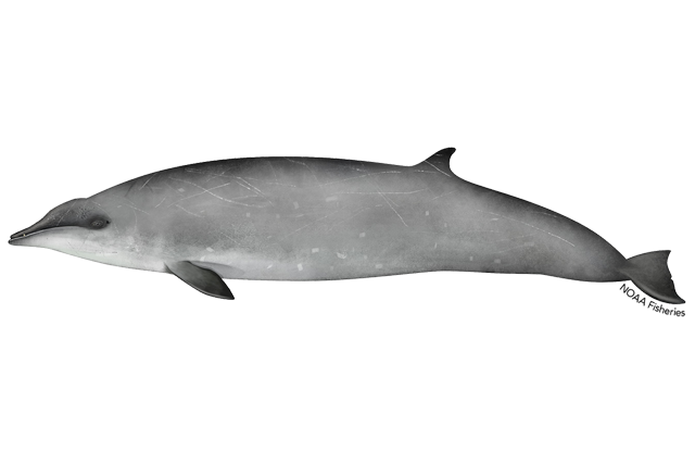 Image: Gervais' Beaked Whale