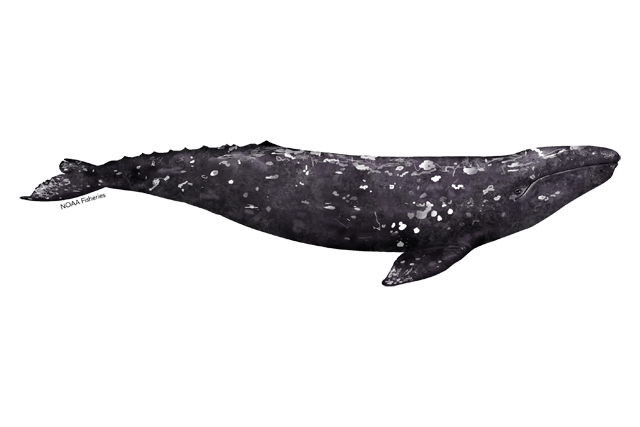 Image: Gray Whale