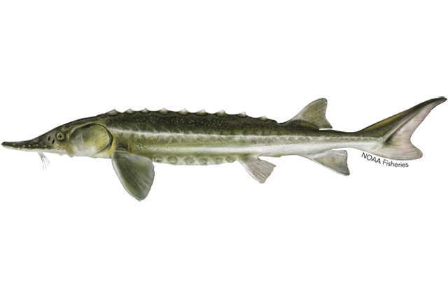 Image: Green Sturgeon