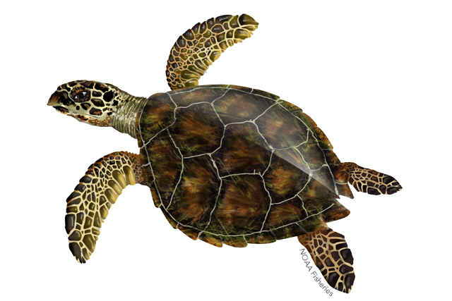 Image: Hawksbill Turtle